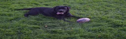 Mixed Breed dogs for sale:  Lovely  Malamute x black Labrador  puppies   - Advert 16