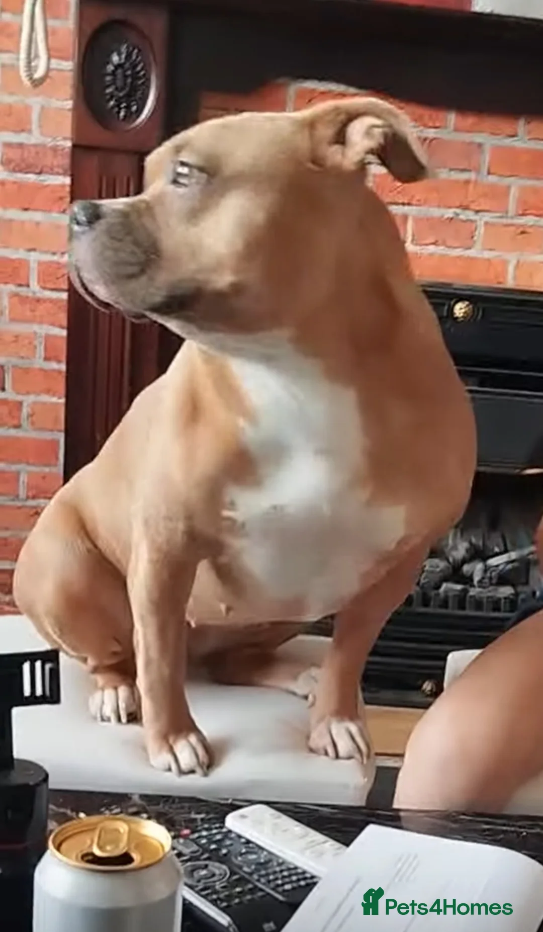 Staffordshire Bull Terrier dogs for sale: Beautiful AmStaff Puppies Looking for Loving Homes - Advert 2