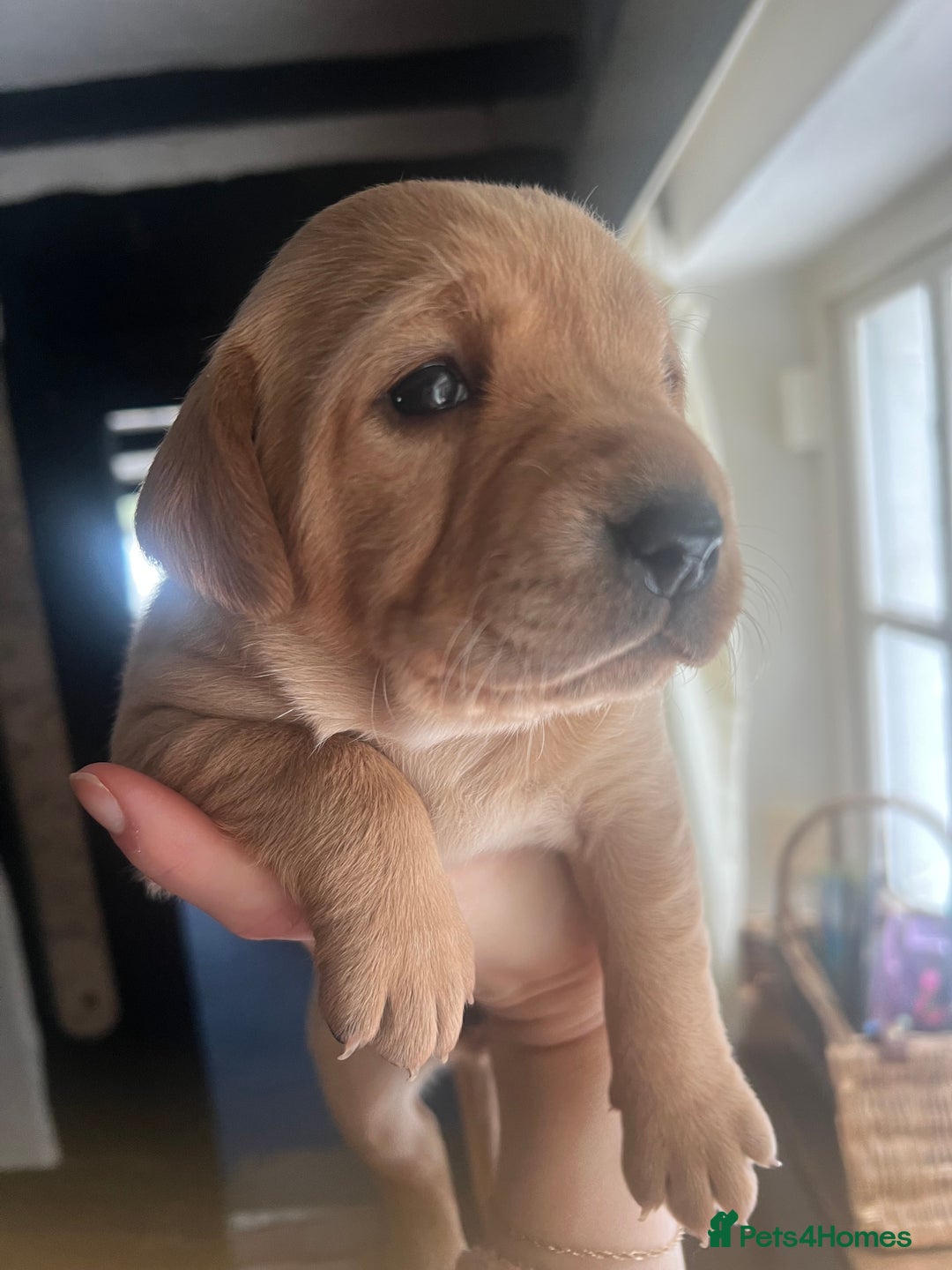 Labrador Retriever dogs for sale: Pedigree KCRegistered Labrador Pups-FoxRed & Black - Advert 10