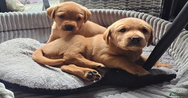 Labrador Retriever dogs - Advert 10