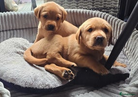Labrador Retriever dogs - Advert 4