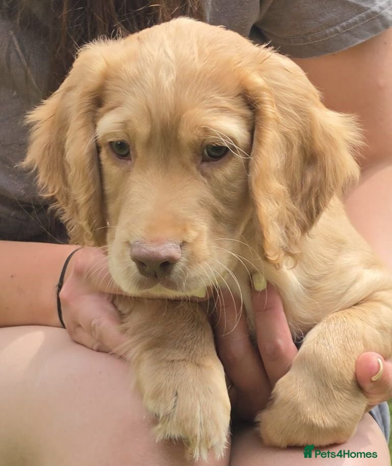 Cocker Spaniel dogs Beautiful working cocker spaniels - Advert 2