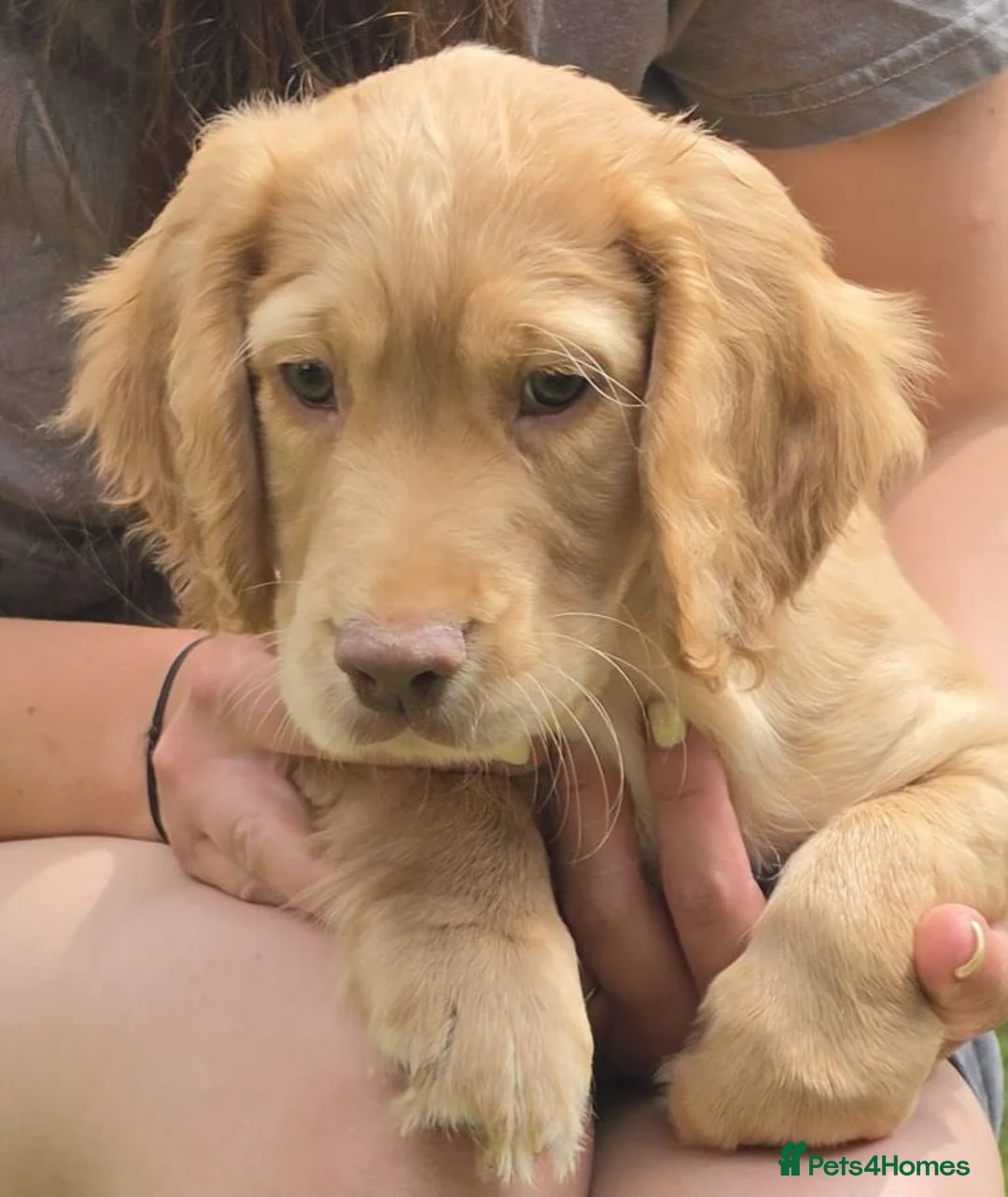 Cocker Spaniel dogs for sale: Beautiful working cocker spaniels - Advert 2