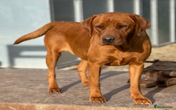 Labrador Retriever dogs for sale: Exceptional Fox Red Labrador Litter - Image 20