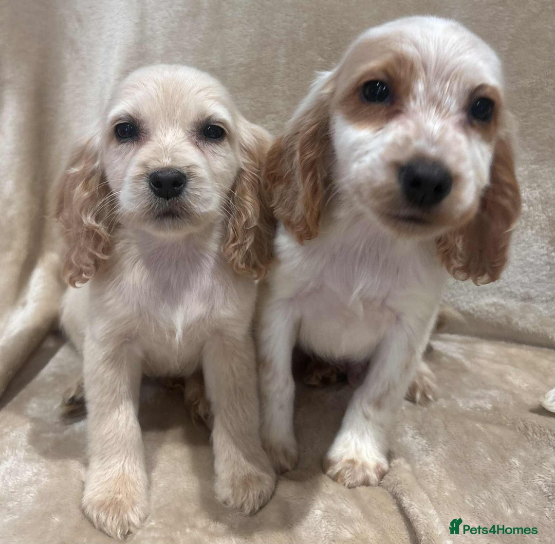 Cockapoo dogs for sale: Stunning cockapoo puppies - Advert 18
