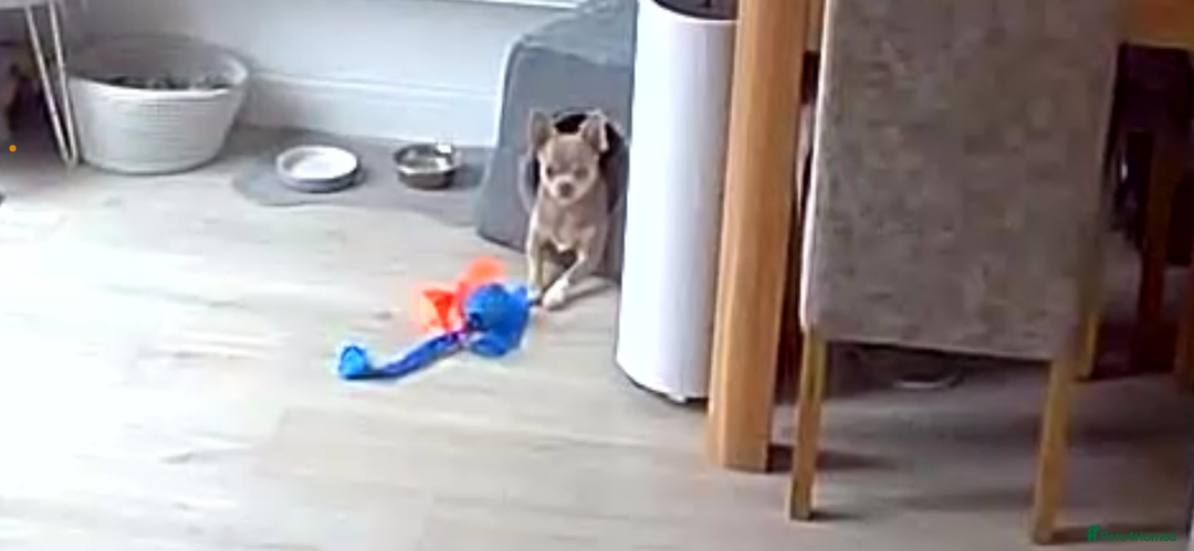 Chihuahua dogs for sale: Rehoming 8 month old chihuahua puppy - Image 3