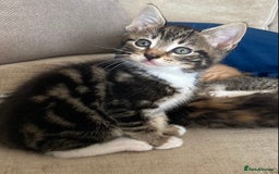 Mixed Breed cats for sale: Beautiful kittens - Image 6