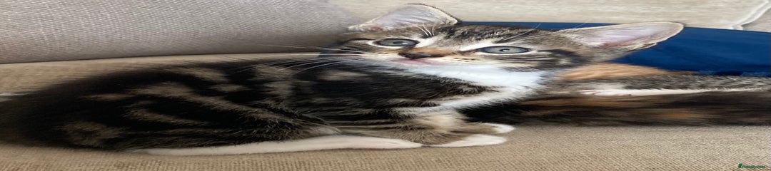 Mixed Breed Kitten 2