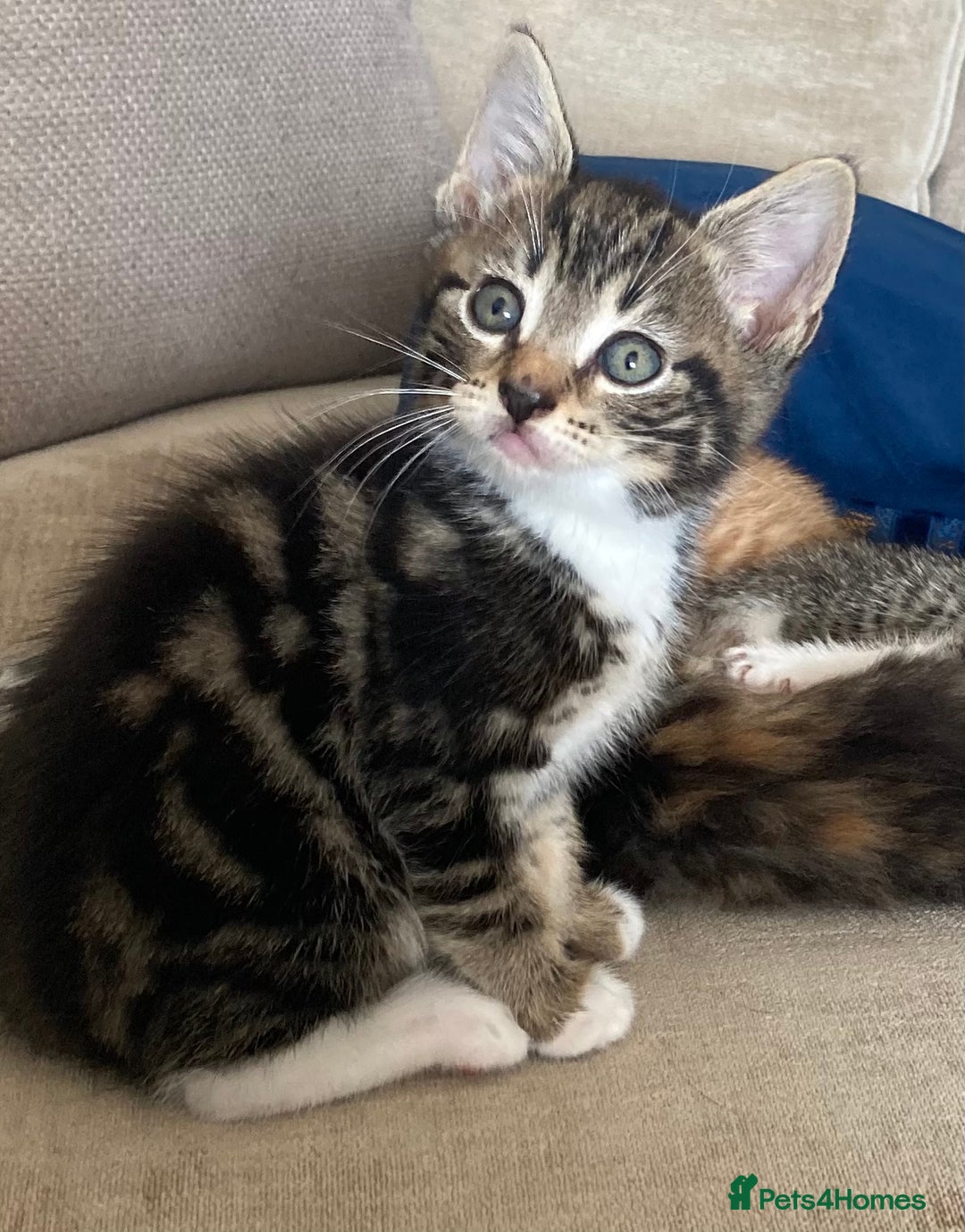 Mixed Breed cats for sale: Beautiful kittens - Image 6