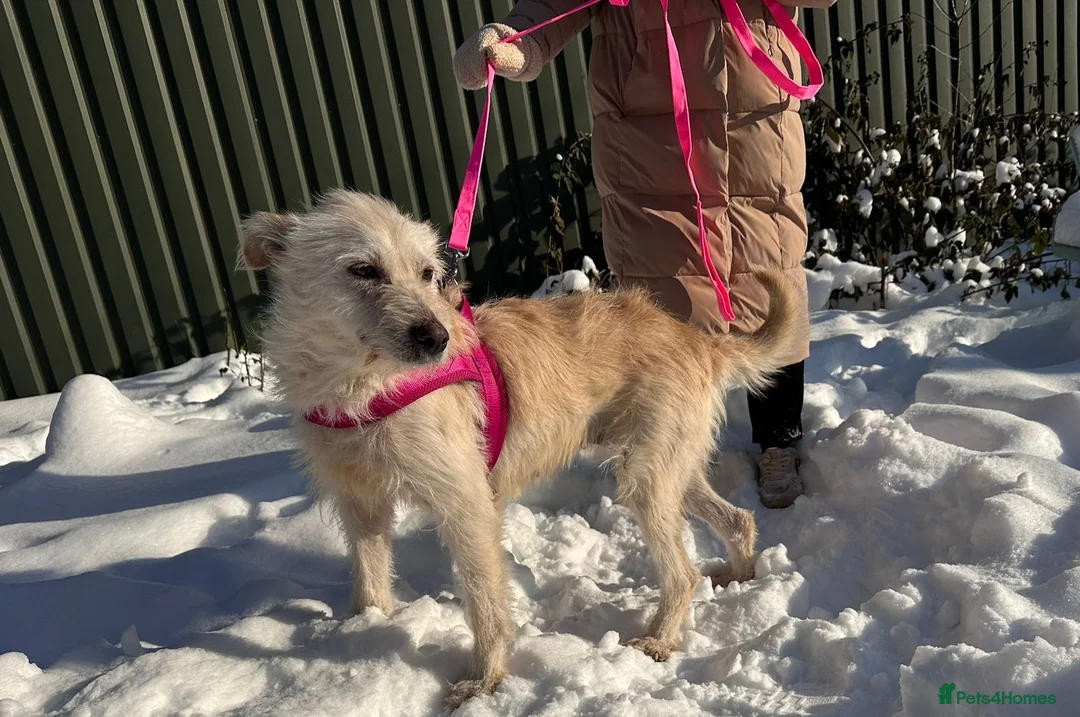 Mixed Breed dogs for adoption: 💖🐶 CLEOPATRA 🐶💖 - Advert 2