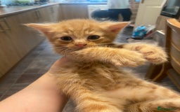 Mixed Breed cats for sale: Kittens for sale  - Image 6