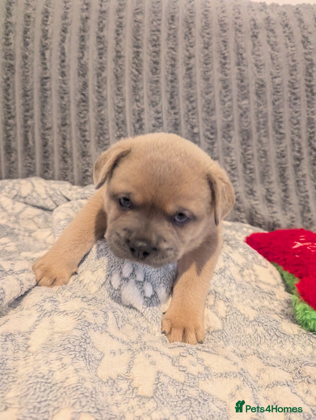 Mixed Breed dogs for sale: Beautiful Frenchie x chow chow puppies. - Advert 1