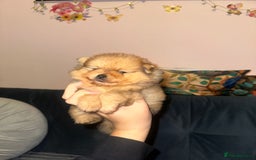 Pomeranian dogs for sale: Pedigree Pomeranian puppies for sale - Advert 3