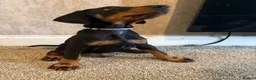 Dobermann dogs for sale: Dobermans for sale - Advert 4