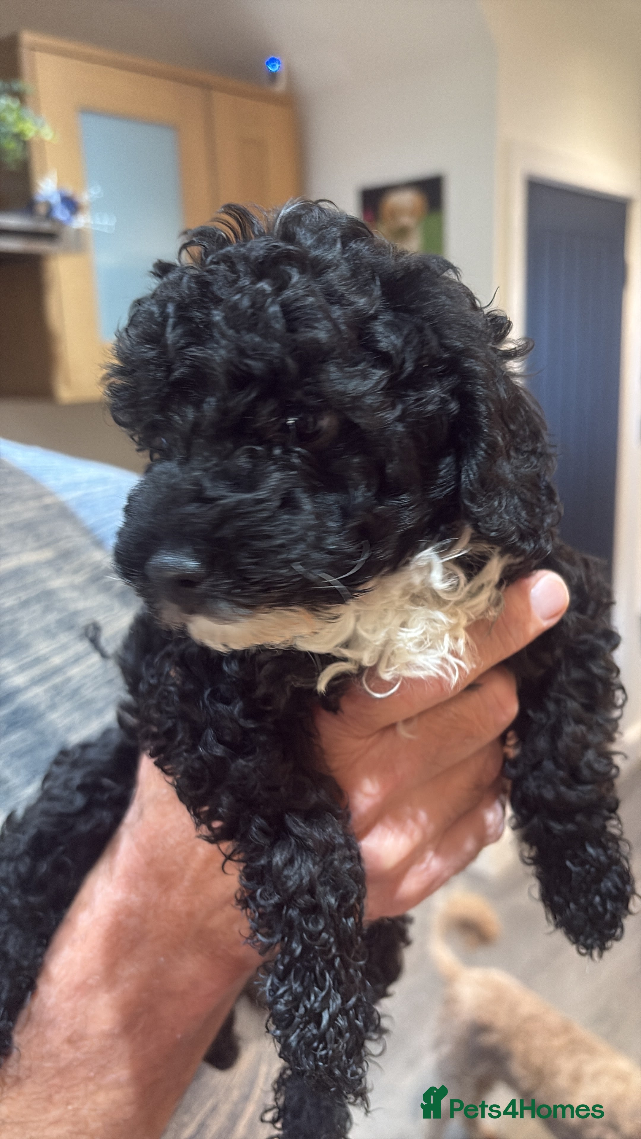 Toy Poodle dogs Stunning toy poodles  - Advert 2