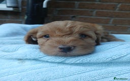 Cockapoo dogs for sale: READY NOW 5* F2B Apricot Merle Cockapoos - Image 9