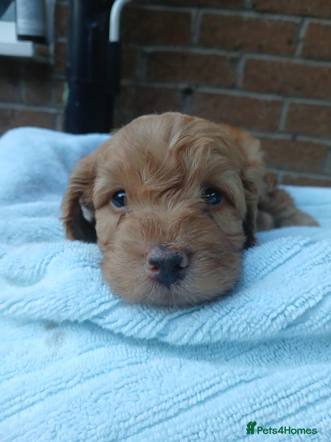 Cockapoo dogs for sale: READY NOW 5* F2B Apricot Merle Cockapoos - Image 9