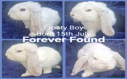 French Lop rabbits for sale: AtoB Lop Heaven - Advert 4