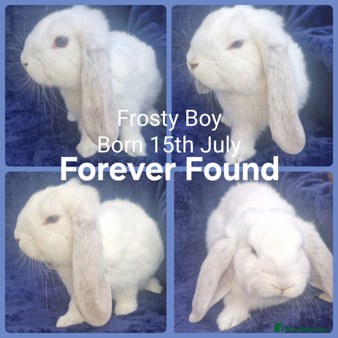 French Lop rabbits for sale: AtoB Lop Heaven - Advert 4