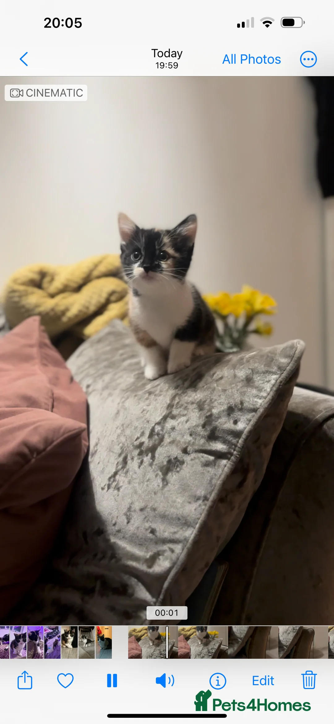 British Shorthair cats for sale: Calico kittens  - Advert 2