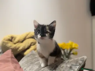 British Shorthair cats Calico kittens - Advert 7