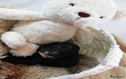 Sheepadoodle dogs for sale: Mini Sheepadoodle the wait is over!  - Image 37