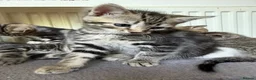 Mixed Breed cats for sale: Tabby Kittens For Sale - Advert 4
