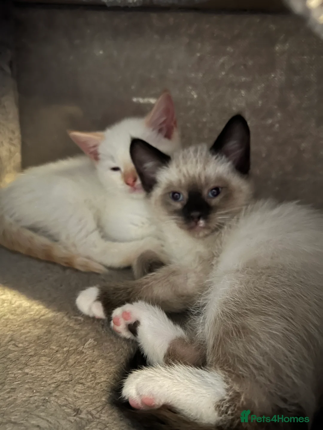 Mixed Breed cats for sale: Mixed Kittens - Advert 8