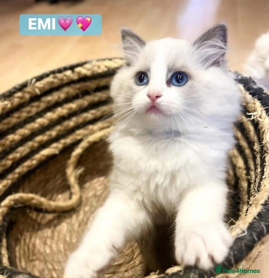 Ragdoll cats for sale: 💖Beautiful Ragdoll💖 Tica register  - Image 8
