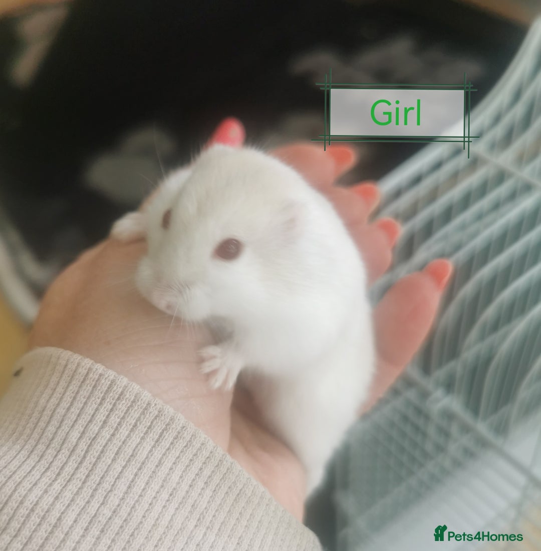 Hamster rodents for sale: Winter white dwarf hamsters  - Image 4