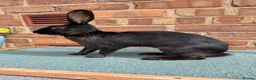 Belgian Hares rabbits for sale: Drago- 1 year old Black Hare  - Advert 4