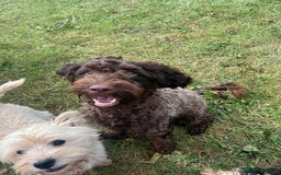 Cockapoo dogs for sale: 2 Year old Chocolate boy for rehoming - Image 5