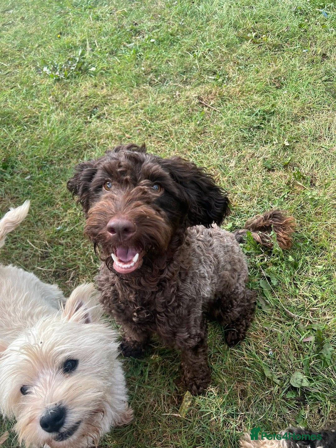 Cockapoo dogs for sale: 2 Year old Chocolate boy for rehoming - Image 5
