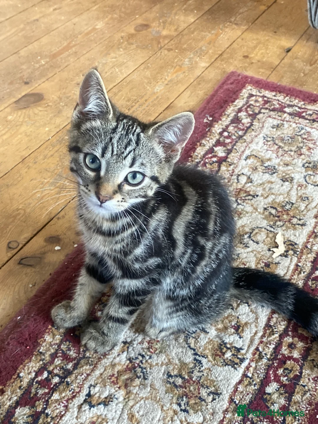 Mixed Breed cats for sale: tabby cats left  in Boston - Advert 6