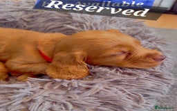 Cocker Spaniel dogs for sale: Cockerspaniel fox red stunning puppies 🐶  - Image 32