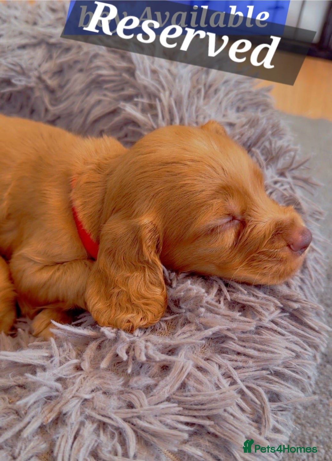 Cocker Spaniel dogs for sale: Cockerspaniel fox red stunning puppies 🐶  - Image 32