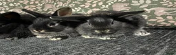 Mini Lop rabbits for sale: Baby Mini Lops  - Advert 5