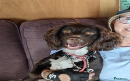 Cocker Spaniel dogs for adoption: Esme  - Image 4