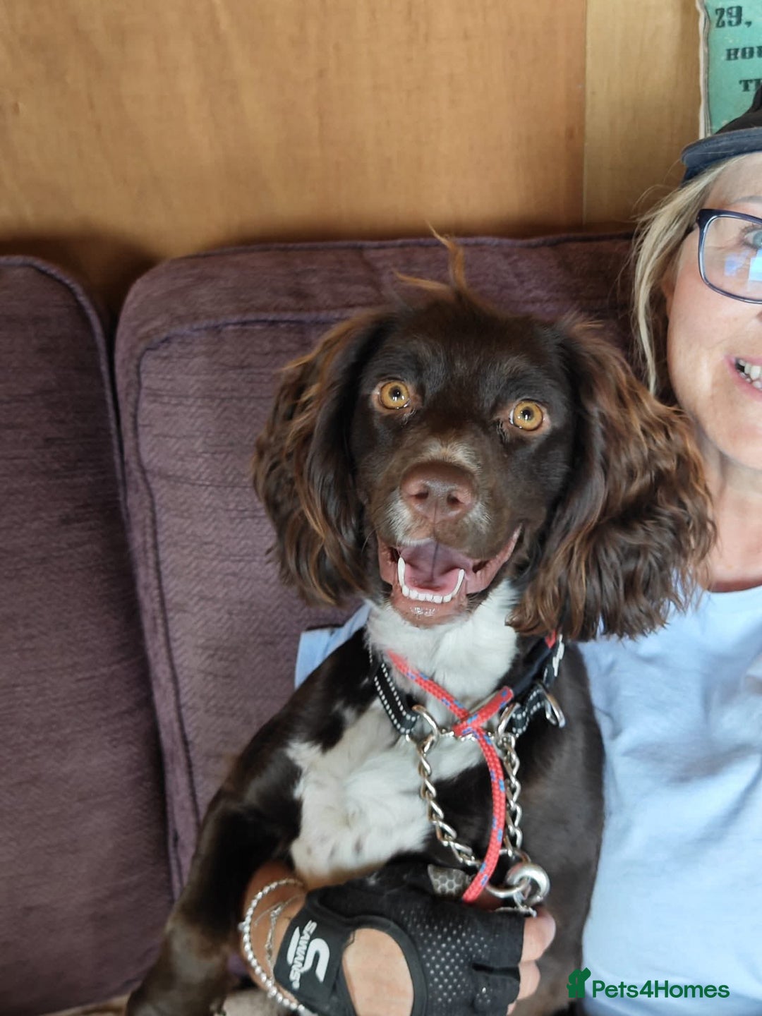Cocker Spaniel dogs for adoption: Esme  - Image 4