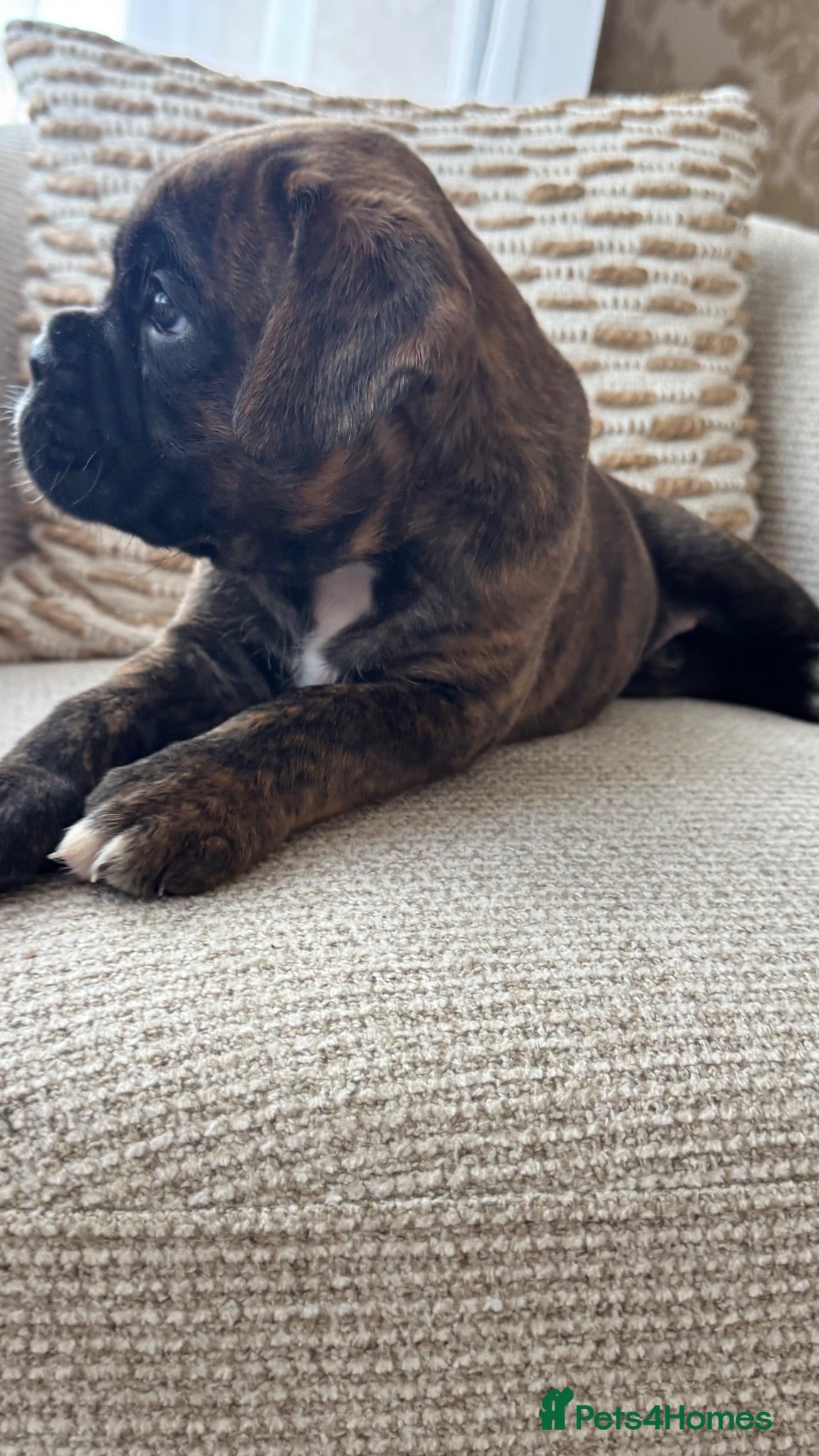 Boxer dogs (KC) ONE BEAUTIFUL BOXER BOY STILL AVAILABLE - Advert 2