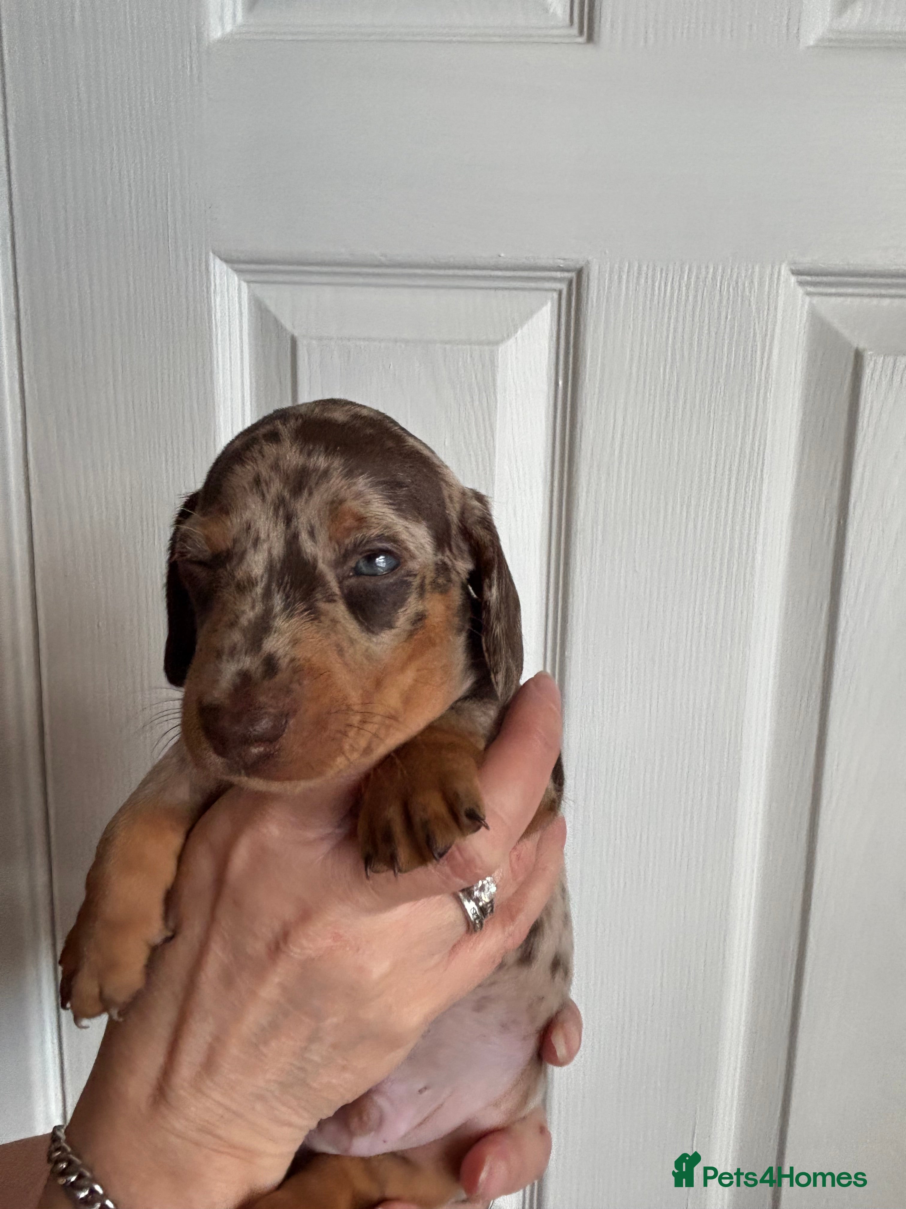 Miniature Dachshund dogs Miniature Dachshunds Smooth Haired KC Registered. - Advert 2