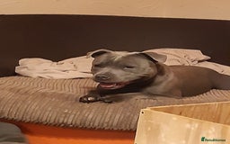Staffordshire Bull Terrier dogs for sale: CHAMPION BLOOD LINES STOCKY BLUE STAFFY PUPS  - Image 8