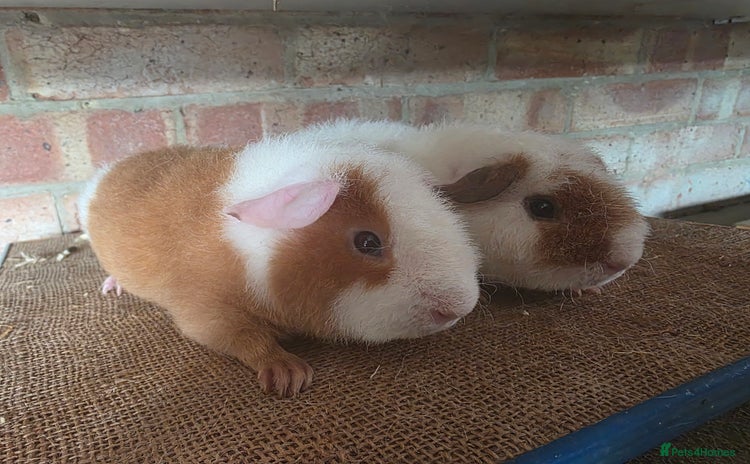 Guinea Pig rodents - Advert 3
