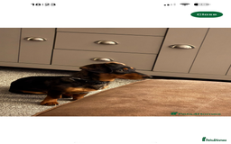 Mixed Breed dogs for sale: Dachshund cross jack russel terrier  - Image 2