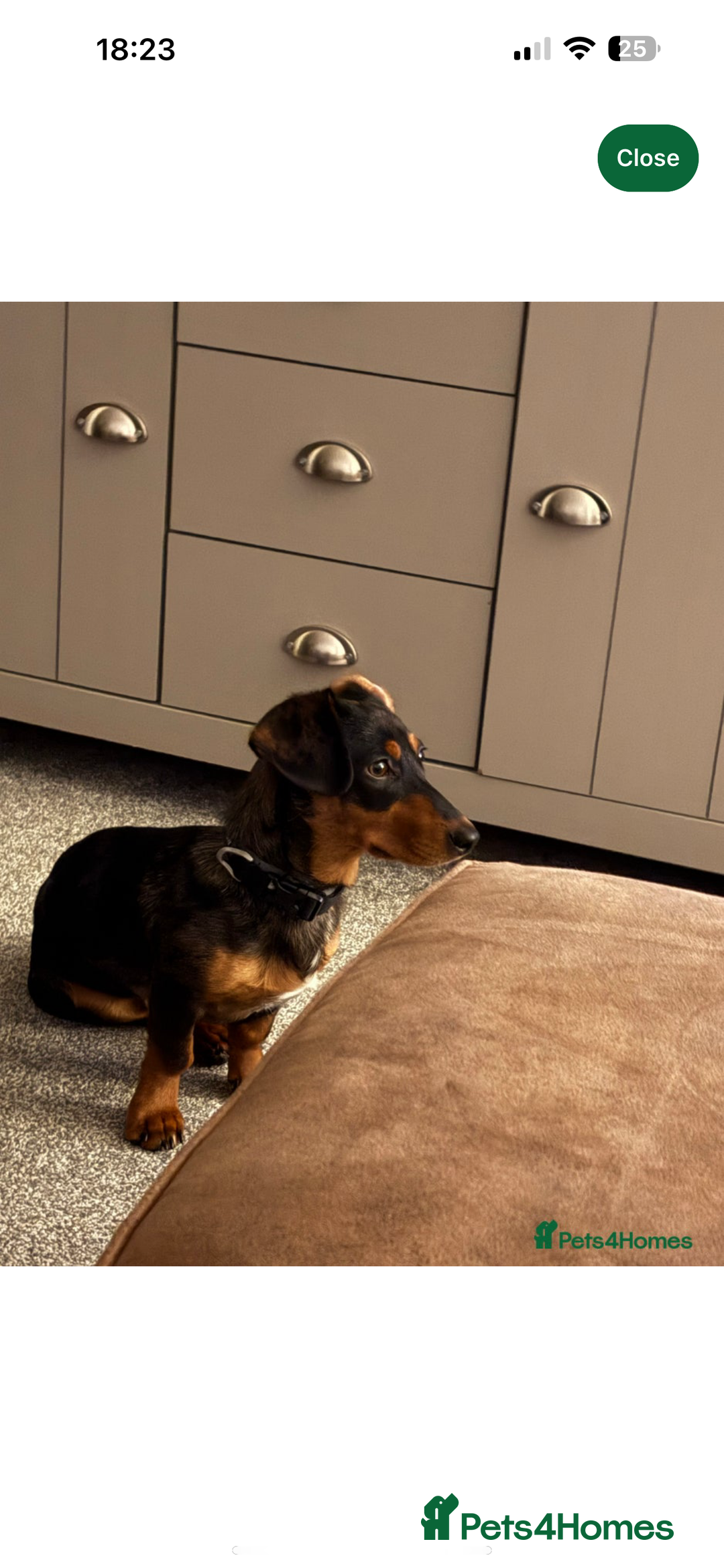 Mixed Breed dogs for sale: Dachshund cross jack russel terrier  - Image 2