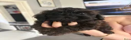 Shihpoo dogs for sale: READY NOW! 🧸🤎 Adorable F1B Shihpoo puppies  - Advert 3
