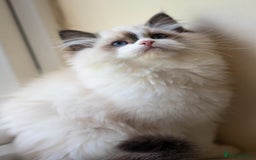 Ragdoll cats for sale: Tica registered Health checked Ragdoll girl - Image 1