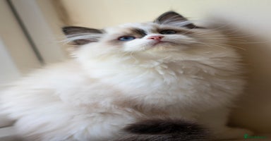 Ragdoll cats - Advert 15
