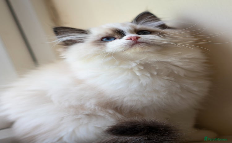 Ragdoll cats - Advert 4