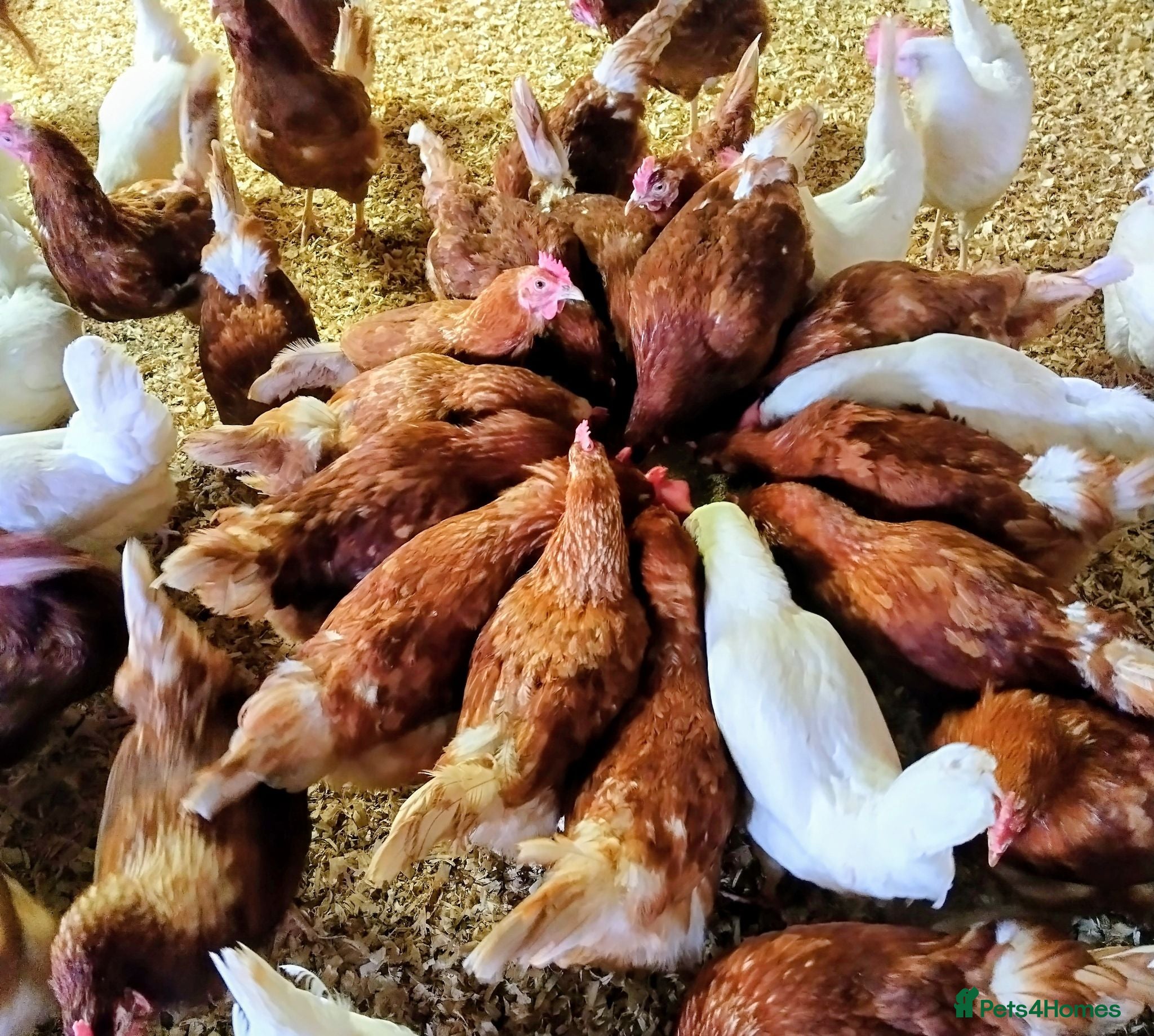 Chickens poultry Ex commercial laying hens brown and white stars - Advert 3